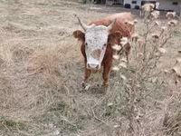 گاو نر, آبرادین-آنگوس — عکس 8