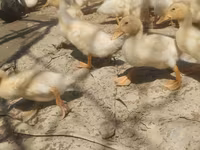 Německý pekin — foto 4