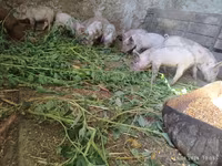 Boar, Pigs — photo 1