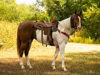 公马, American paint horse — 照片 4