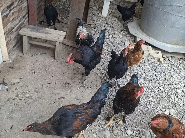 Chickens