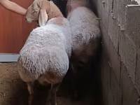 Vædder, Rhon sheep — foto 2