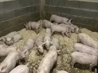 Kanec — foto 1