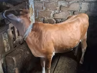 Lo’, Cattle — sawirka 4