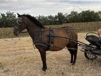 Klisna, Hungarian horse breed — foto 1