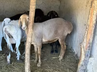 میش, Arashan sheep — عکس 2