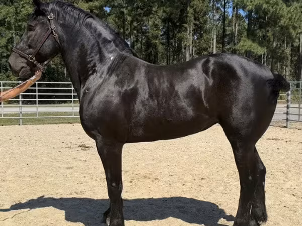 Бие, Percheron