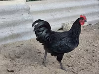Australian Pit Game fowl — sawirka 4