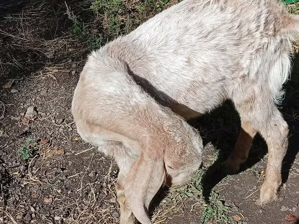 Billy Goat, Goats