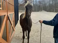 Hingst, Rocky Mountain Horse — foto 3