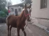 گھوڑا, گھوڑے — تصویر 3