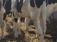 Býk, Russian Black pied cattle — foto 7