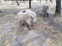 Får, White Suffolk sheep — foto 7