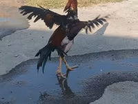 Chickens — foto 4