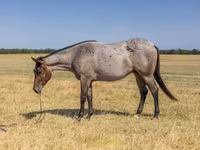 اسب نر, Quarter Horse — عکس 2