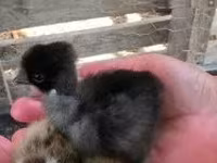 Chickens — ფოტო 3