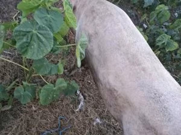 Babi (lot, jantina tidak dinyatakan), Pigs