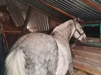 ม้าตัวเมีย, Ukrainian Riding Horse — รูปภาพ 2
