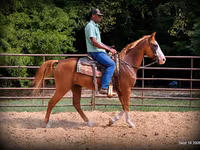 اسب نر, American paint horse — عکس 7