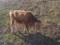 Krava, Skot — foto 3