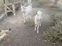 بز نر, Russian White goat — عکس 5