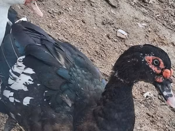 Ducks