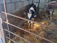 Bou, Rasa Holstein — foto 3