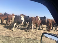 母马, Horse breed — 照片 1