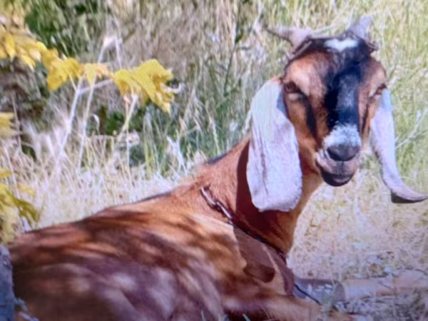 Koza, Nubian Goat