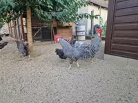 Chickens — foto 1
