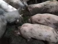 خوک ماده, Дюрок — عکس 2
