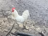 Chickens — รูปภาพ 1