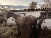 Cavalla, Cavalli — foto 6
