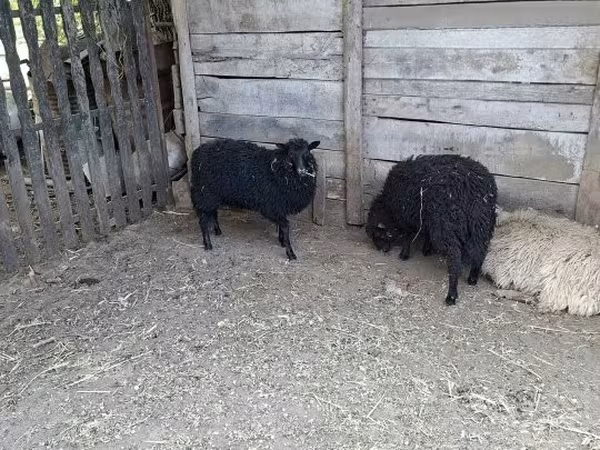 Sheep, Racka sheep — Hungary