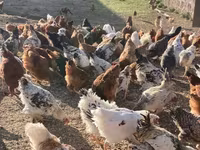 Chickens — عکس 5