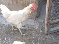 Chickens — รูปภาพ 3