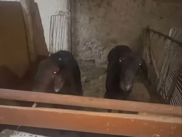 Kambing jantan, Sheep