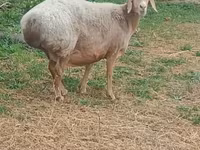 Kambing betina, Arashan sheep — foto 1