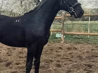 Cal, Nonius horse — foto 5