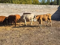 Lembu jantan, Cattle — foto 5