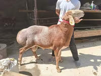 قوچ, گوسفند — عکس 2