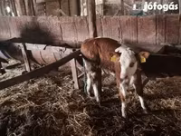 Lembu jantan, Simmental cattle — foto 2