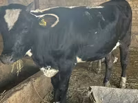 گاو ماده, Swiss cattle — عکس 1
