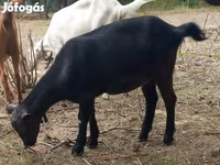 Cabra, Alpine goat — foto 2