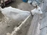 عنزة, Saanen goat — الصورة 2