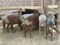 كبش, الأغنام — الصورة 2