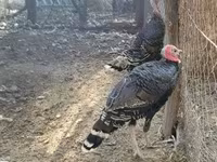Turkeys — picha 3