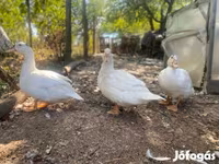 Ducks — fotografija 4