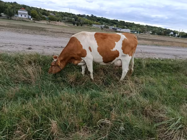 گاو ماده, Simmental cattle