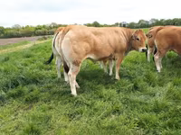Sapi, Cast cow — foto 1